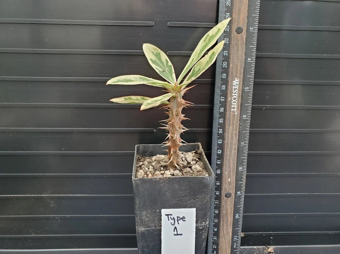 Variegated Euphorbia milii Crown of Thorns Potted Plant - Colorful Succulent with Unique Leaf Patterns