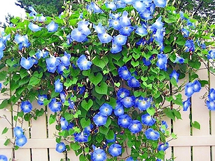 Blue Morning Glory Flower Seeds – Climbing Vine for Containers – Ipomoea purpurea – Attracts Pollinators & Butterflies