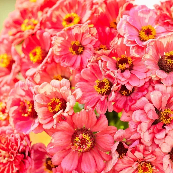 Salmon Queen Zinnia Seeds - 100+ Premium Zinnia elegans Flower Seeds for Garden Beds & Containers