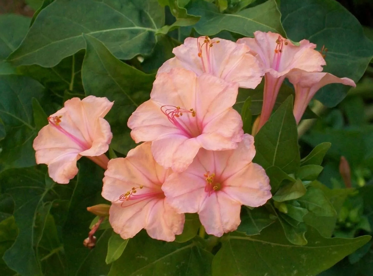 Salmon Four O'clock Flower Seeds - Perennial Mirabilis jalapa - Vibrant Blooming Plants for Garden, Borders, Containers