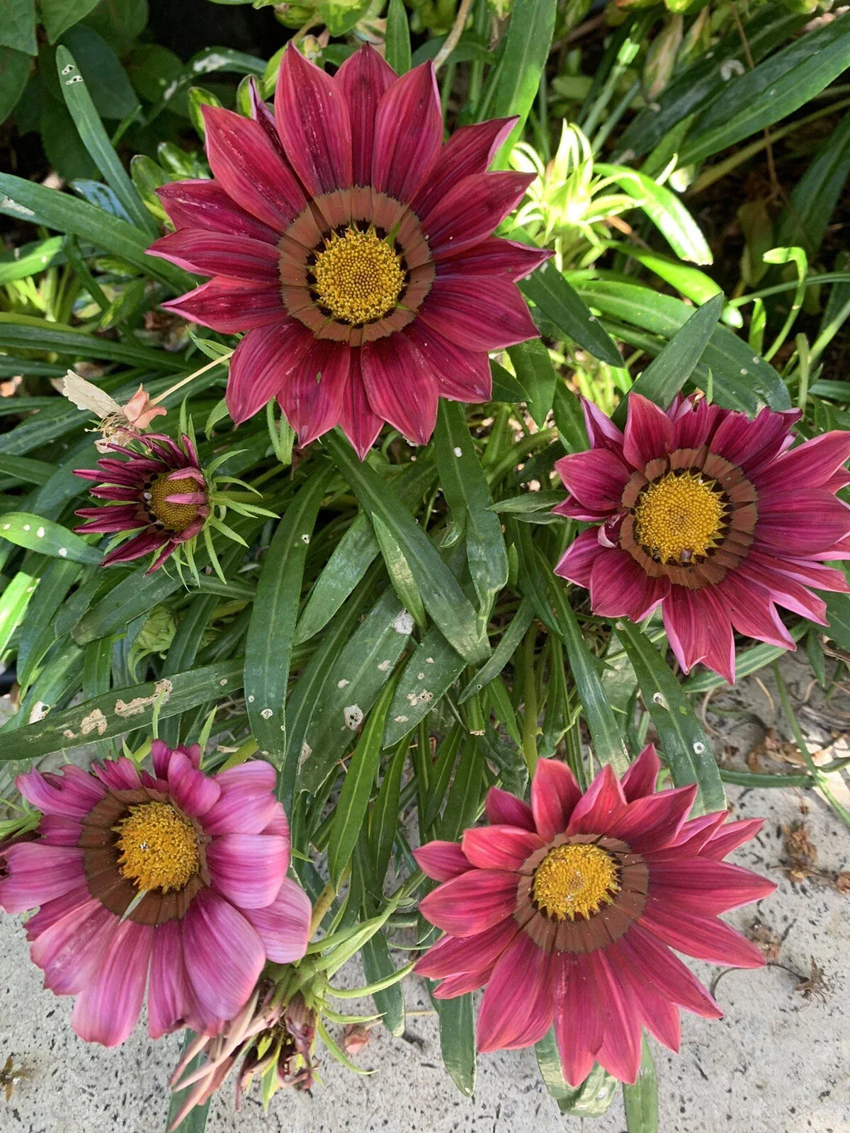 Gazania Rigens Pink Plant in 4 Inch Pot - Vibrant Pink Flowers, Fully Established