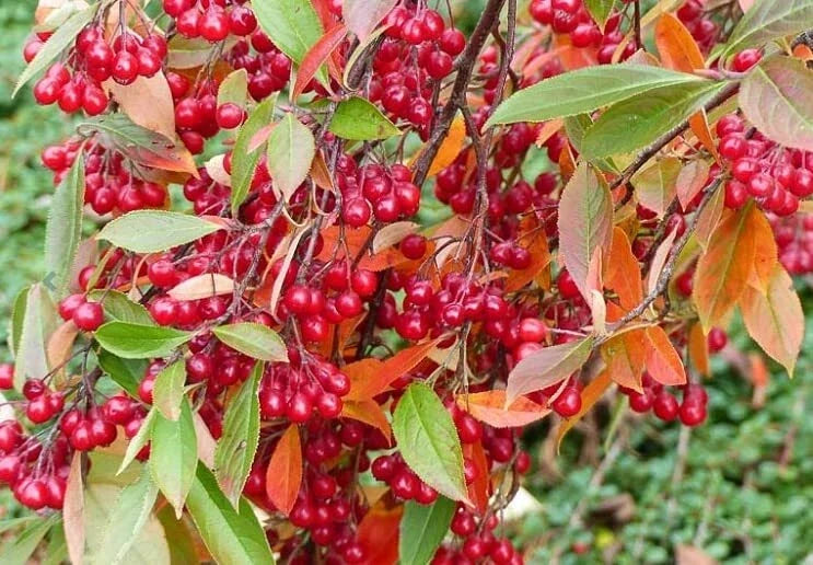 Red Chokeberry Seeds for Planting, Aronia arbutifolia, Berry Tree Seeds, 30 Pack