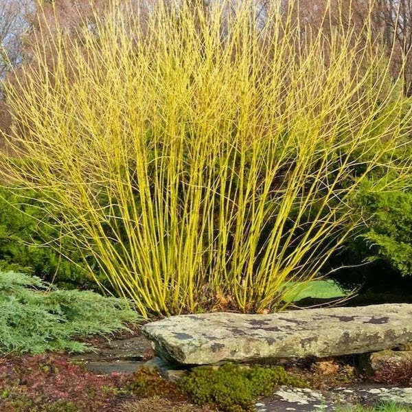 Yellow Twig Dogwood Shrub Bare Root Plant 16+ Inches Cornus sericea 'Flaviramea' Winter Interest