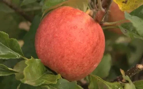 Red Falstaff Apple Seeds - 25+ Malus domestica for Home Garden, Orchard, or Container Planting