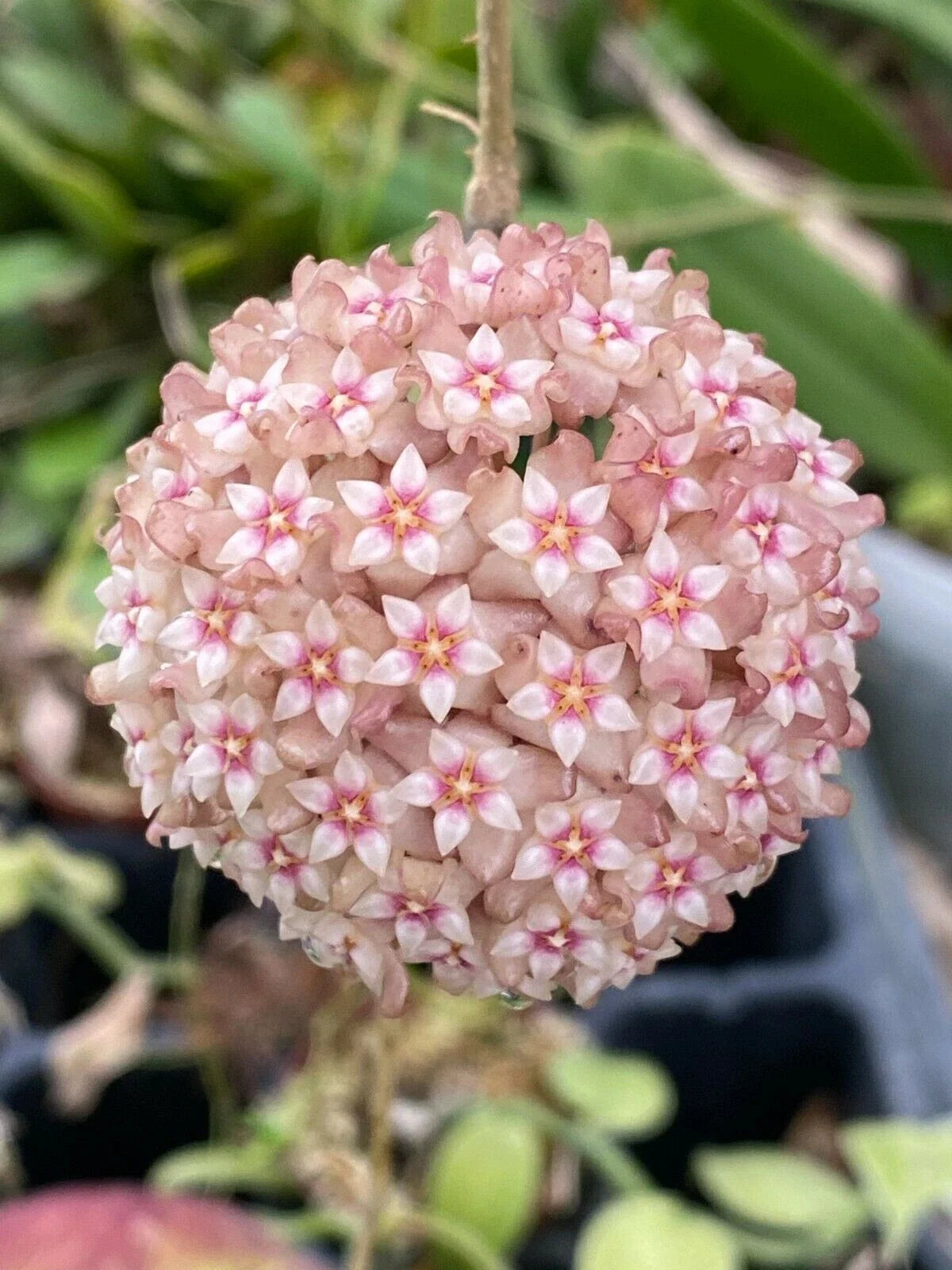 Hoya Parasitica 'Pink' Rooted Plant in 2.5" Pot, Climbing Vine with Pink Fragrant Blooms, Indoor Houseplant