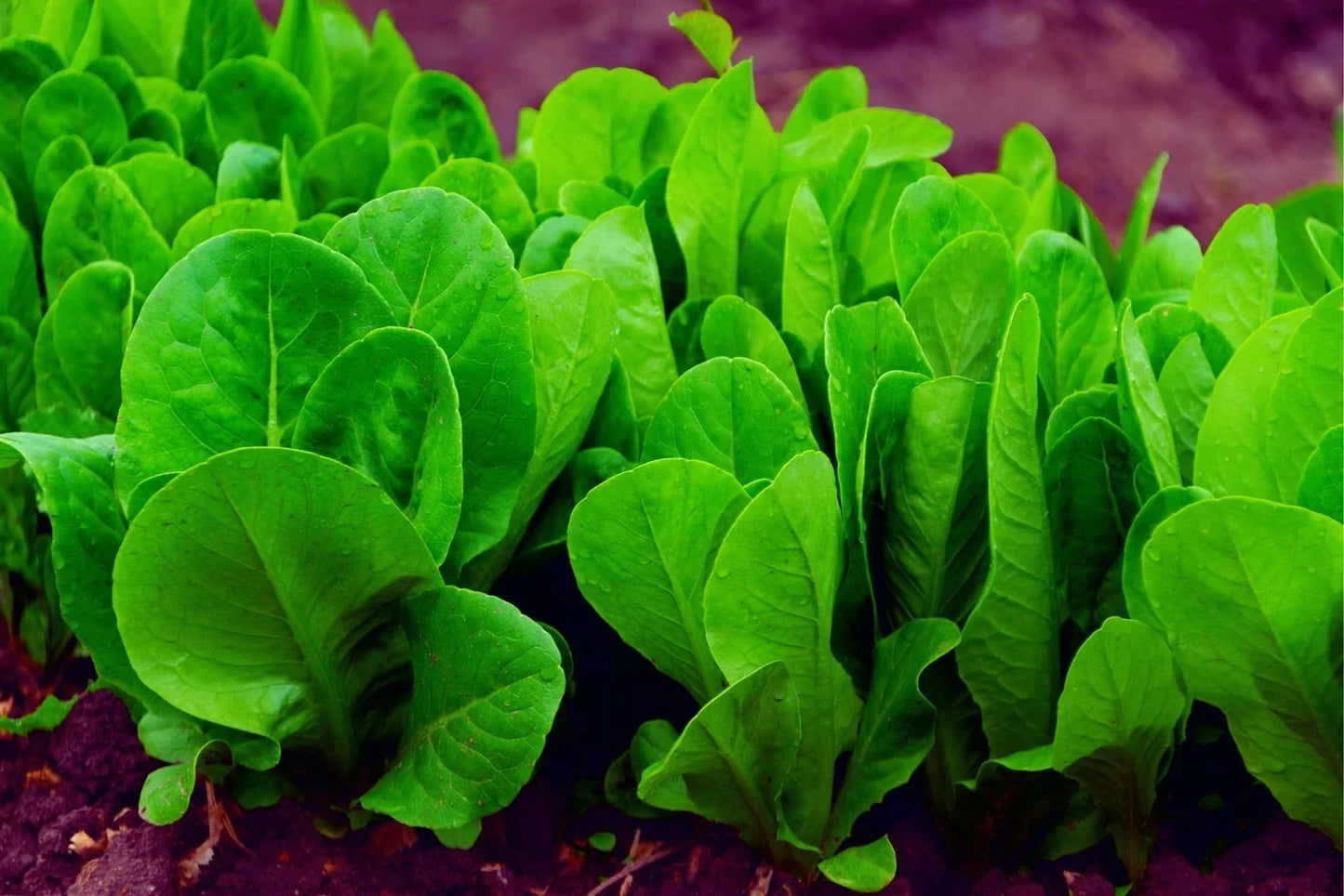 Spinach Seeds for Planting - 200+ Space Hybrid, High Yield, Organic, Non-GMO, Spinacia oleracea