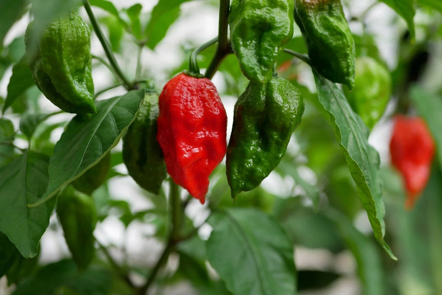 Ghost Pepper Seeds - 50+ Bhut Jolokia Chili Seeds - 1 Million+ Scoville Heat Units - Spicy Hot Peppers for Gardening