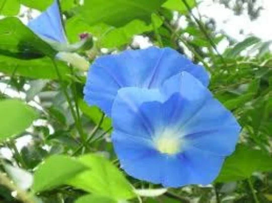 Morning Glory Vine Seeds - Ipomoea Tricolor Heavenly Blue, 20 Seeds, Annual Climbing Plant