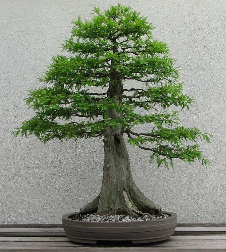 Dawn Redwood Seeds - 50 Count Metasequoia glyptostroboides - Rare Tree Seeds for Gardening