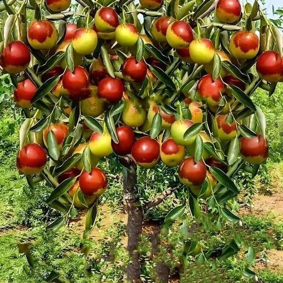 10 Jujube Fruit Tree Seeds - Red Chinese Date, Ziziphus jujuba, Hardy Superfruit