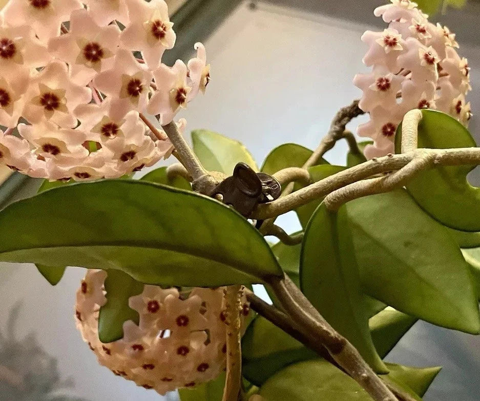 Live Rooted Hoya Plant - Sweet Fragrant Variety - Waxy Leaves, Star-Shaped Flowers, Indoor Garden, Hoya spp.