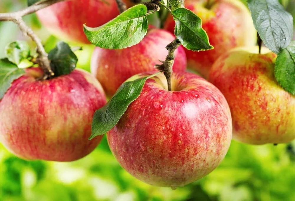 Apple Tree Seeds 30 Pack Malus pumila Common Apple Tree for Planting, Fruit Bearing, Home Garden
