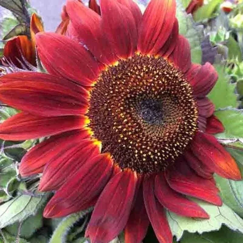 25+ Red Sunflower Seeds - Non-GMO Heirloom Helianthus annuus for Garden