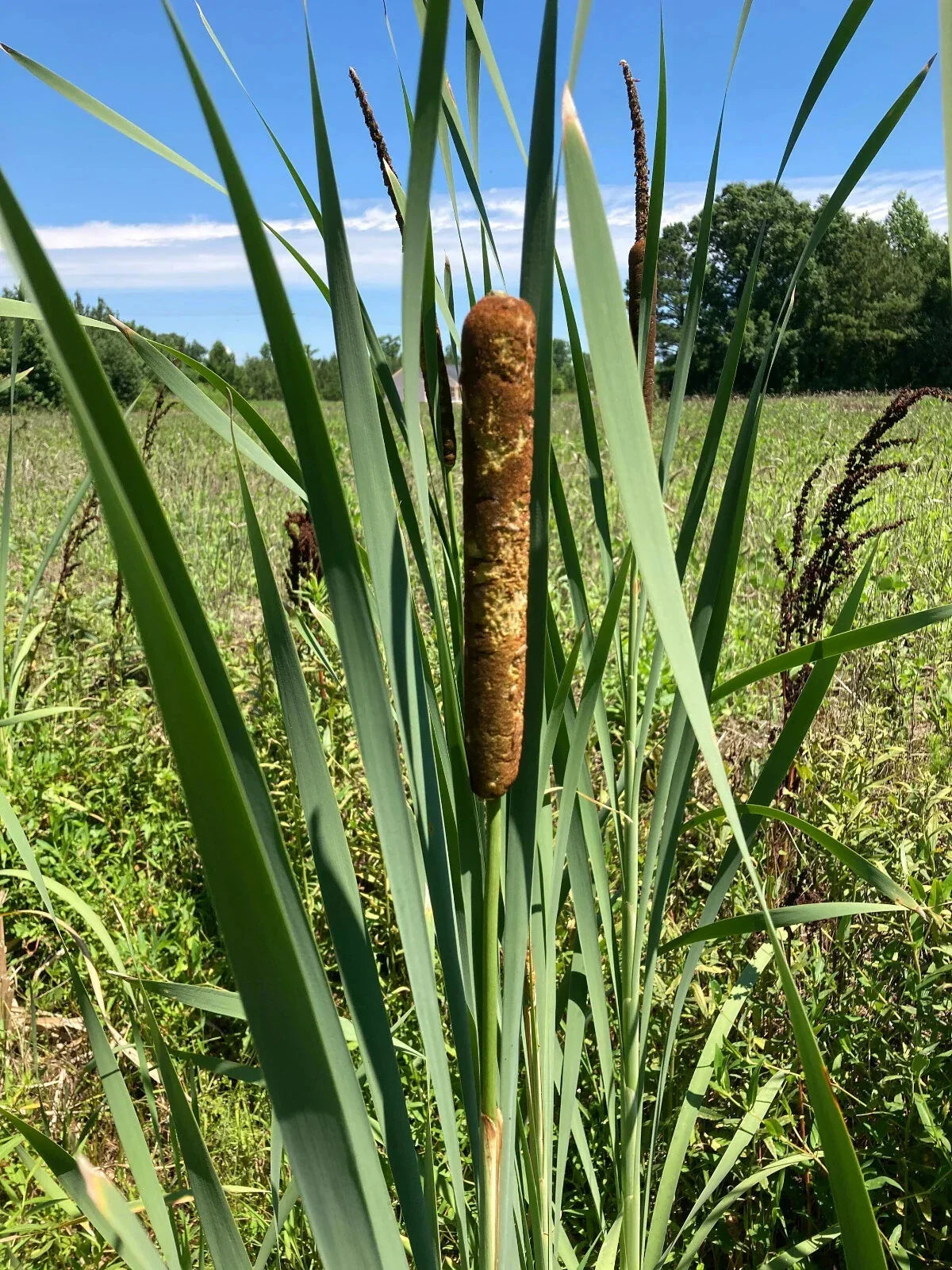 6 Bareroot Cattail Plants (Typha Angustifolia) for Aquatic Water Gardens - Live, Fresh, Free Shipping