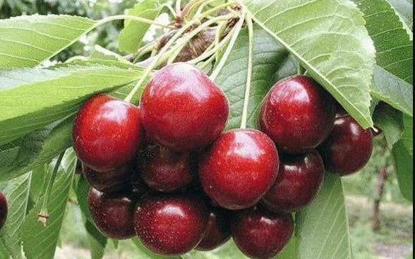 Mazzard Cherry Tree Seeds - 24 Pack - Prunus avium - Light Pink Flowers & Sweet Fruit