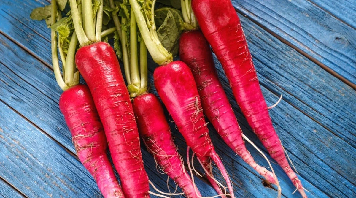 Long Scarlet Radish Seeds - 500+ Pack for Garden Planting, Raphanus sativus, Non-GMO, Full Sun, Easy to Grow, USA Grown