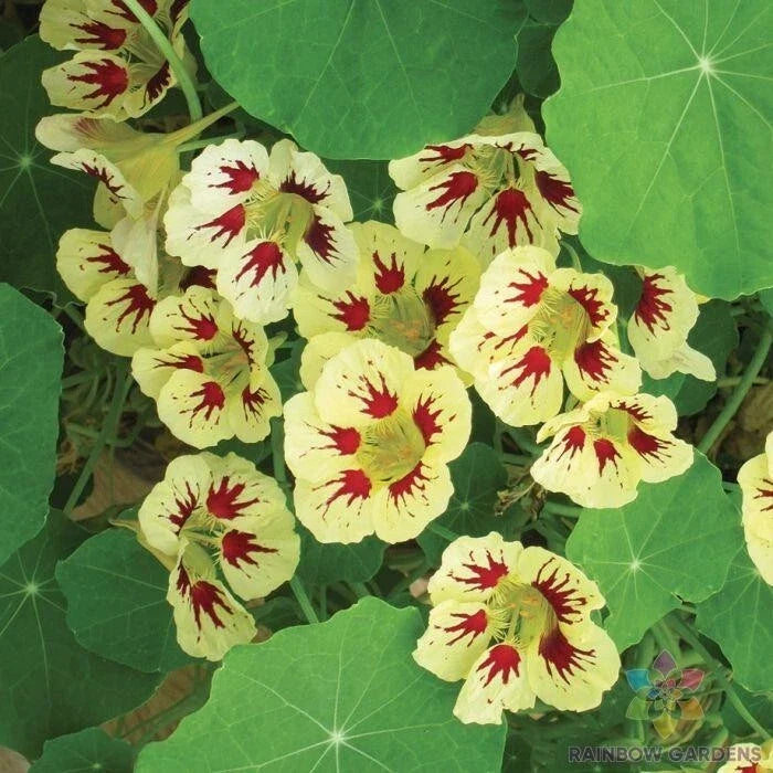 Orchid Cream Nasturtium Seeds - 50+ Pack, Tropaeolum majus, Garden Planting, Trailing, Full Sun to Partial Shade