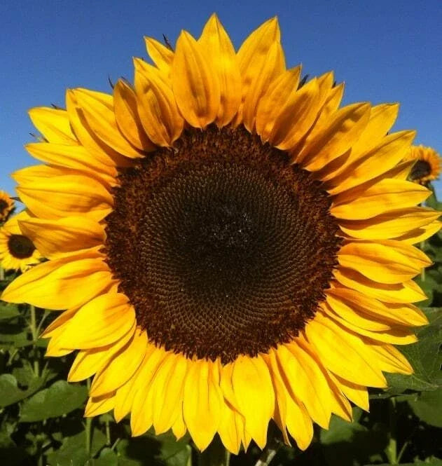 Sunflower Seeds - Pro Cut Mixture - Helianthus annuus - Vibrant Garden Flower Seeds for Cutting & Pollinators