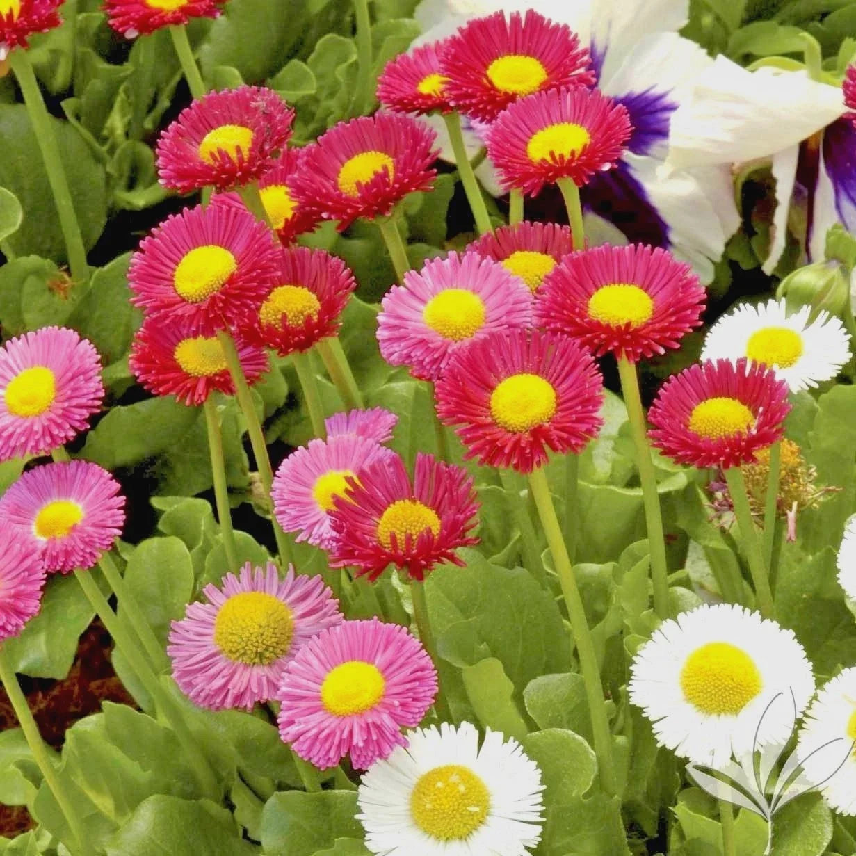 English Daisy Mix Flower Seeds - 400+ Bellis perennis Wildflower Groundcover for Gardens and Borders