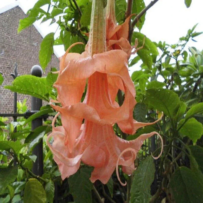 Triple Flamango Angel Trumpet Seeds - Brugmansia Datura - 10 Seeds for Vibrant Garden Blooms