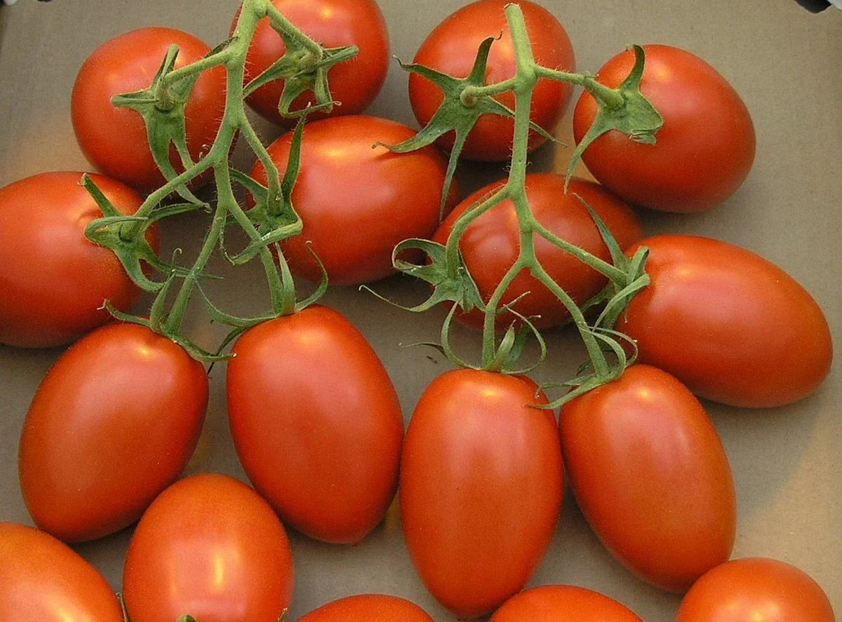Roma Tomato Seeds - Solanum lycopersicum - Non-GMO, Organic, High Germination