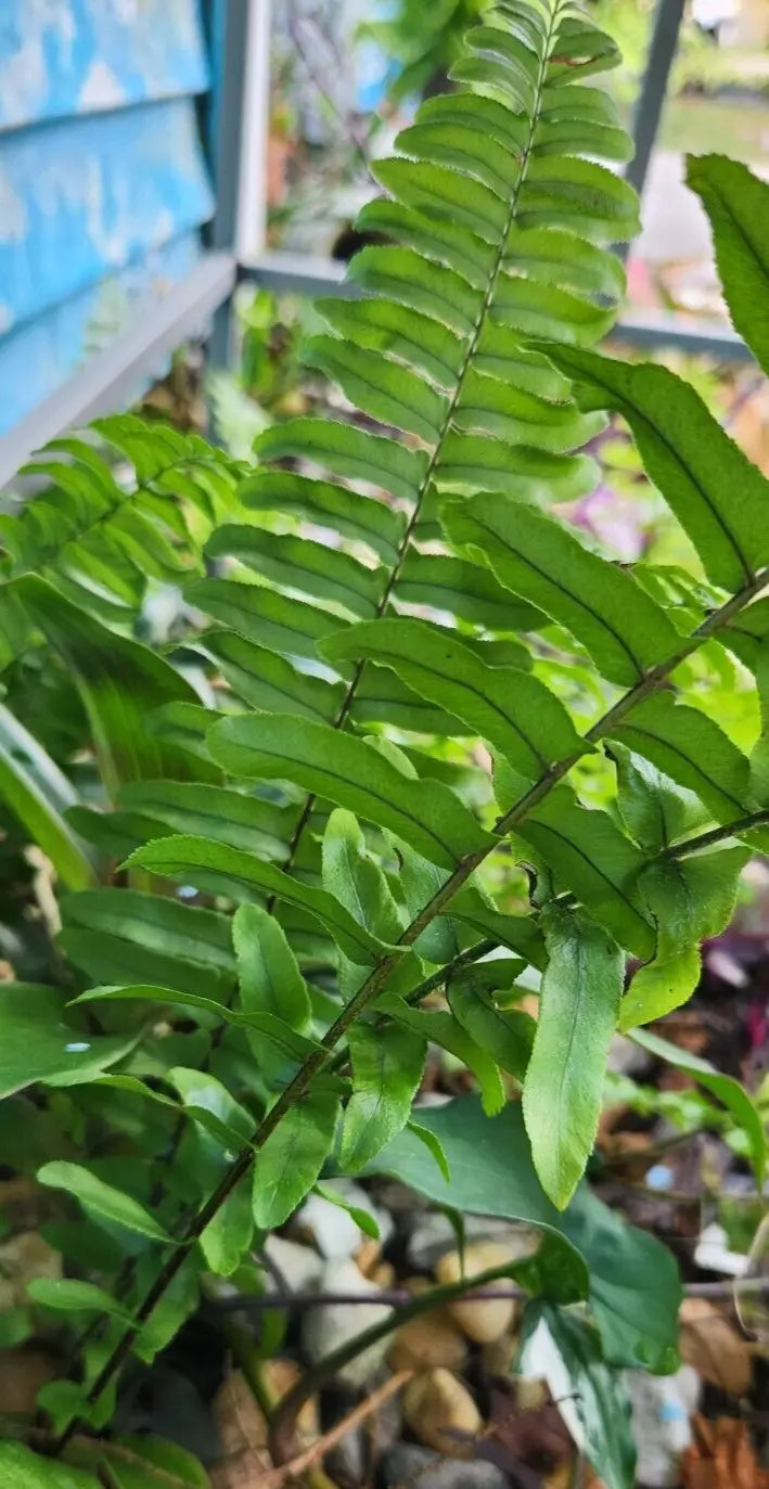 Sword Fern Starter Plant - Kimberly Fern - Ostrich Fern - Rooted Nephrolepis exaltata