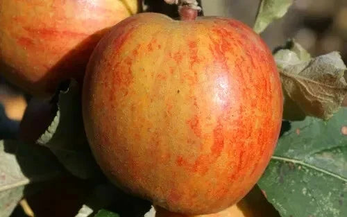 Ribston Pippin Apple Seeds – 25+ Pack for Organic Gardening, Fruit Tree, Malus domestica, Heirloom, USA
