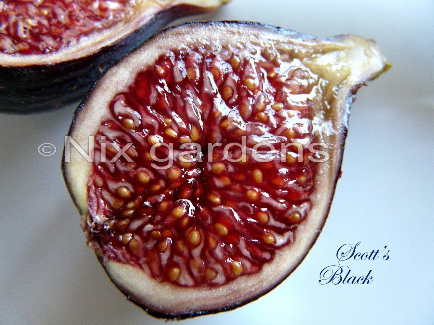 Scott's Black Fig Tree Cutting - Ficus carica - Edible Dark Purple Figs for Home Gardens & Containers