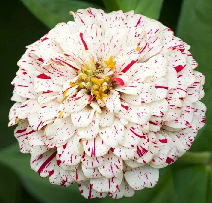 Peppermint Stick Zinnia Seeds - 100+ Annual Flower Seeds for Garden, Red and White Blooms, Zinnia elegans