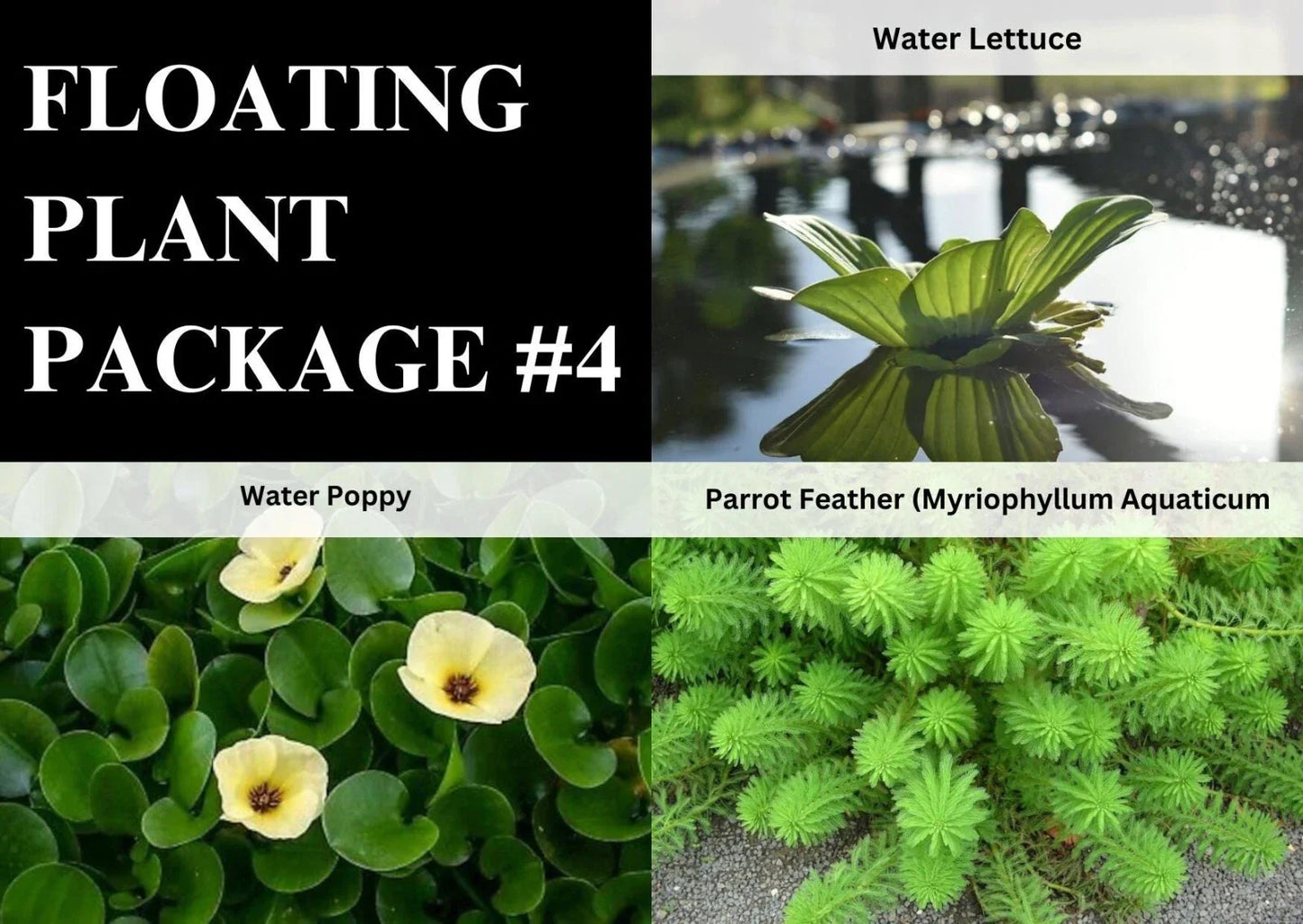 Aquatic Plants Pack - Lettuce, Poppy, Parrot Feather - Live Freshwater Pond Plants