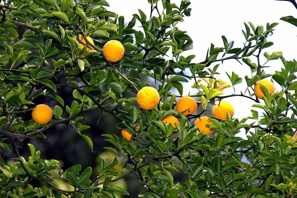Hardy Orange Seeds Poncirus trifoliata Trifoliate Orange for Planting, Drought-Resistant, Cold Hardy