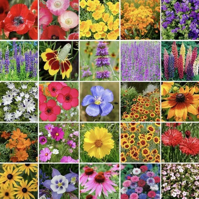 Western Wildflower Seed Mix 250g - 24 Native Varieties for Butterflies & Hummingbirds