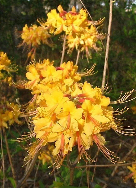 Aromi Azalea Starter Plant - Deciduous Rhododendron - Spring Blooms - Rhododendron spp. for Gardens & Landscapes