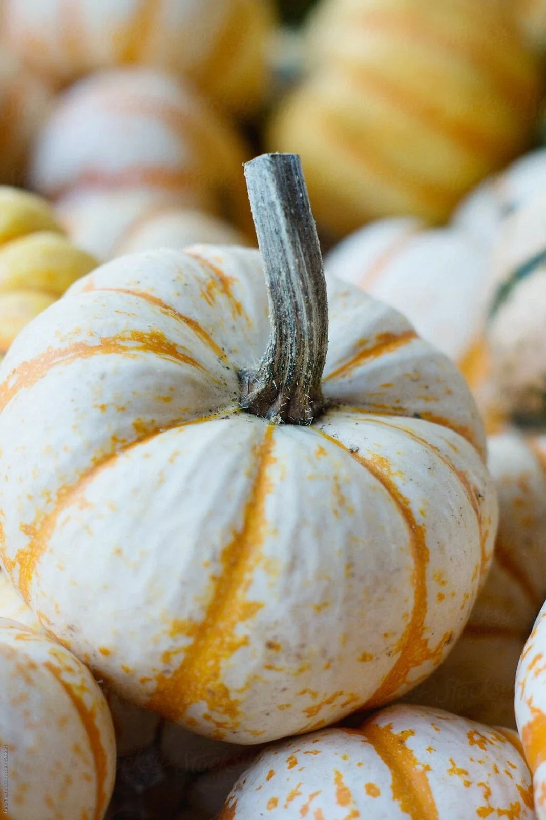 Dwarf Tiger Striped Gourd Seeds - 10 Rare Cucurbita pepo Vegetable Seeds for Decoration & Culinary