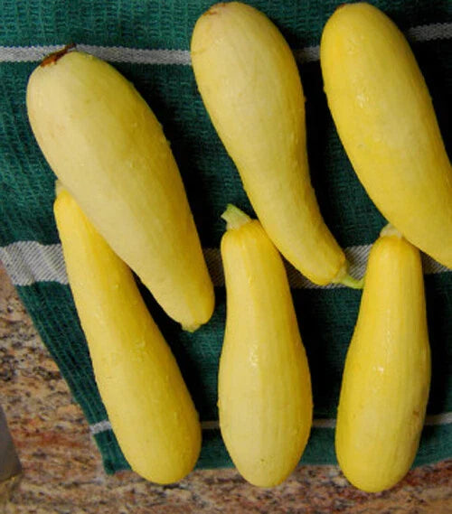 Prolific Straightneck Summer Squash Seeds - Yellow Zucchini Bush Squash - 20+ Seeds