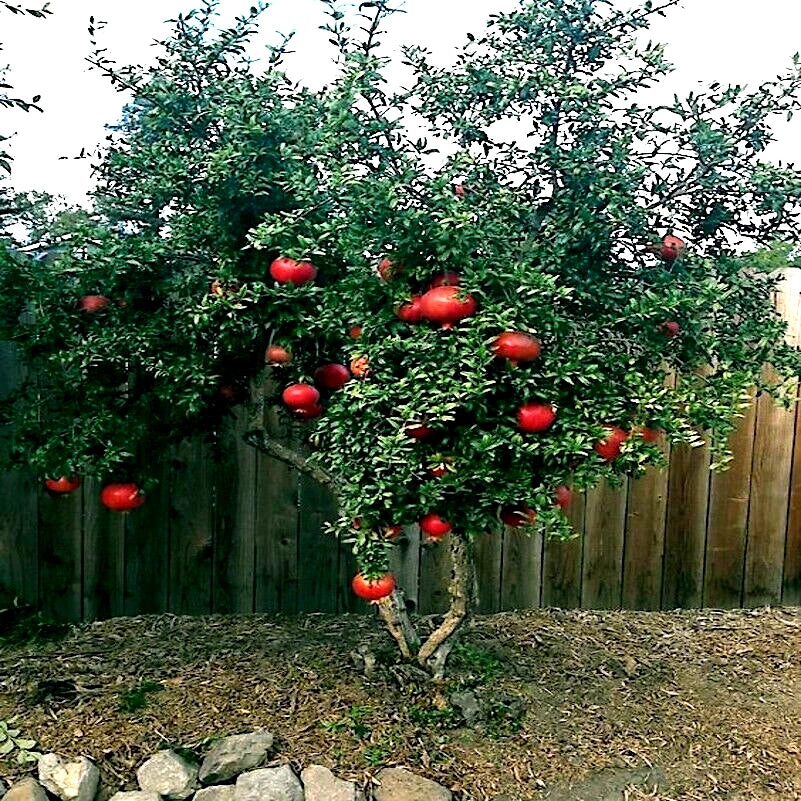 Dwarf Pomegranate Tree Seeds - 20 Pack - Punica granatum Nana - Indoor & Outdoor Fruit Plant