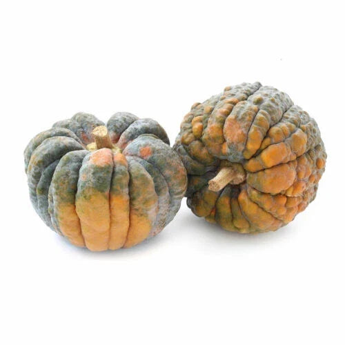Black Futsu Pumpkin Seeds - Heirloom Cucurbita maxima for Garden Planting, 25+ Seeds, Dark Ribbed Pumpkin, USA Grown