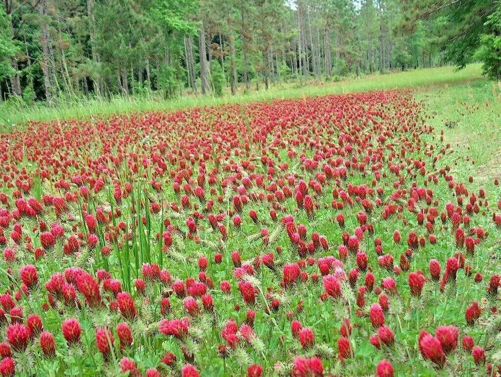 Crimson Clover Seeds - Groundcover Wildflower for Pollinators - Trifolium incarnatum - 1000+ Seeds for Soil Enrichment & Food Plots