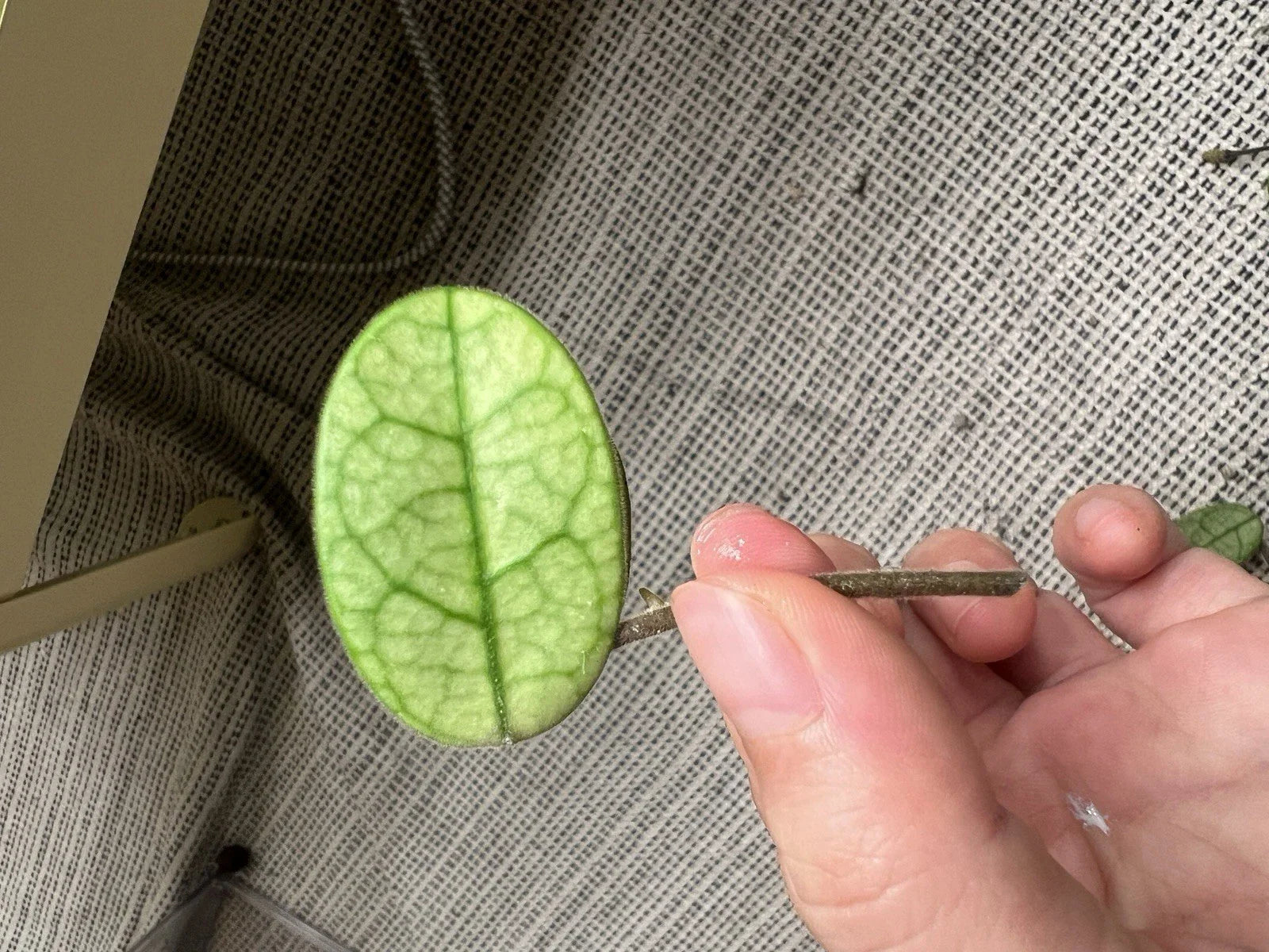 Hoya Lyi Noid Cutting - Rare Houseplant Propagation - Hoya spp. Indoor Climber or Trailing Vine