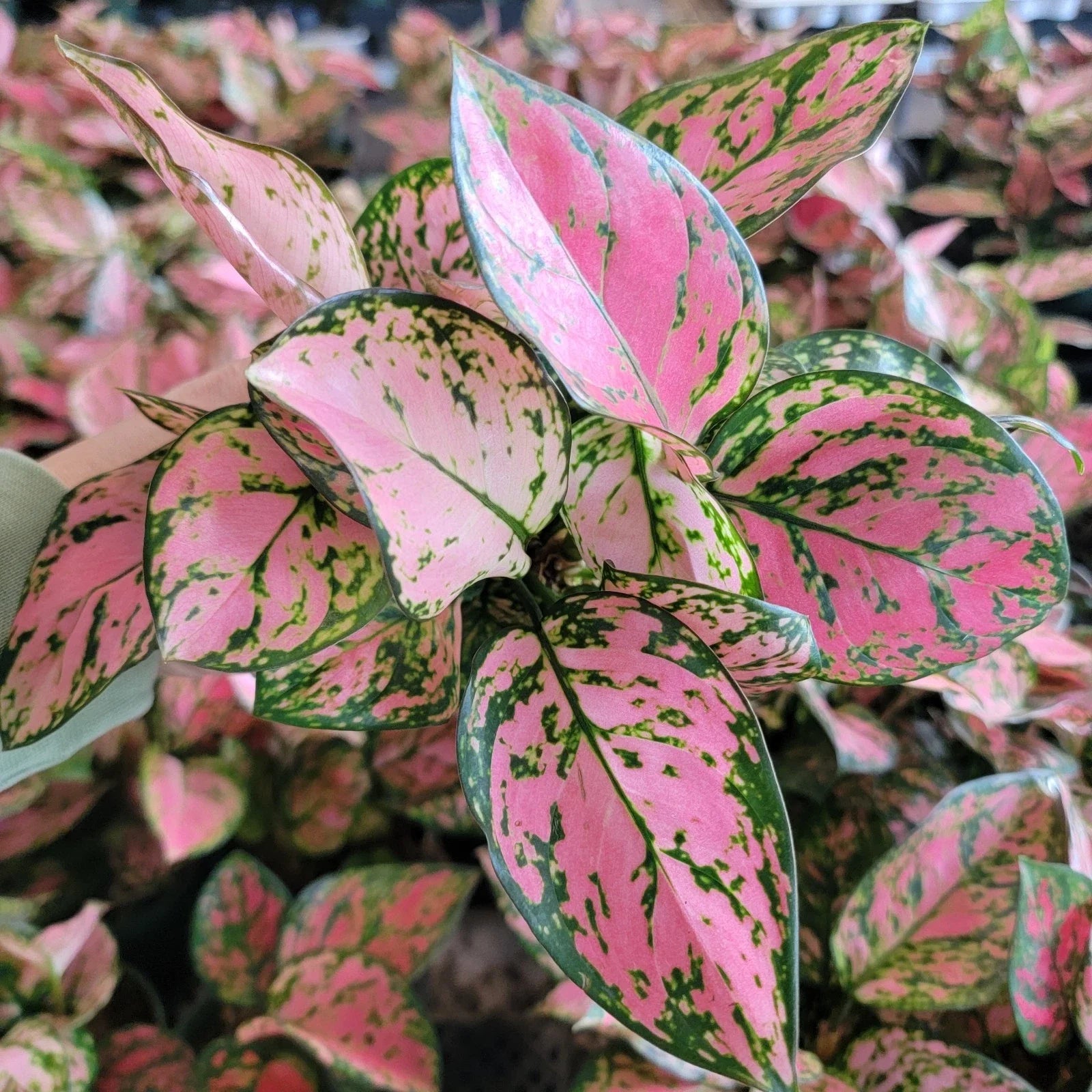 Aglaonema Lady Valentine Plant | 3-Inch Pot | Variegated Green and Pink Foliage | Indoor Tropical Houseplant | Aglaonema commutatum