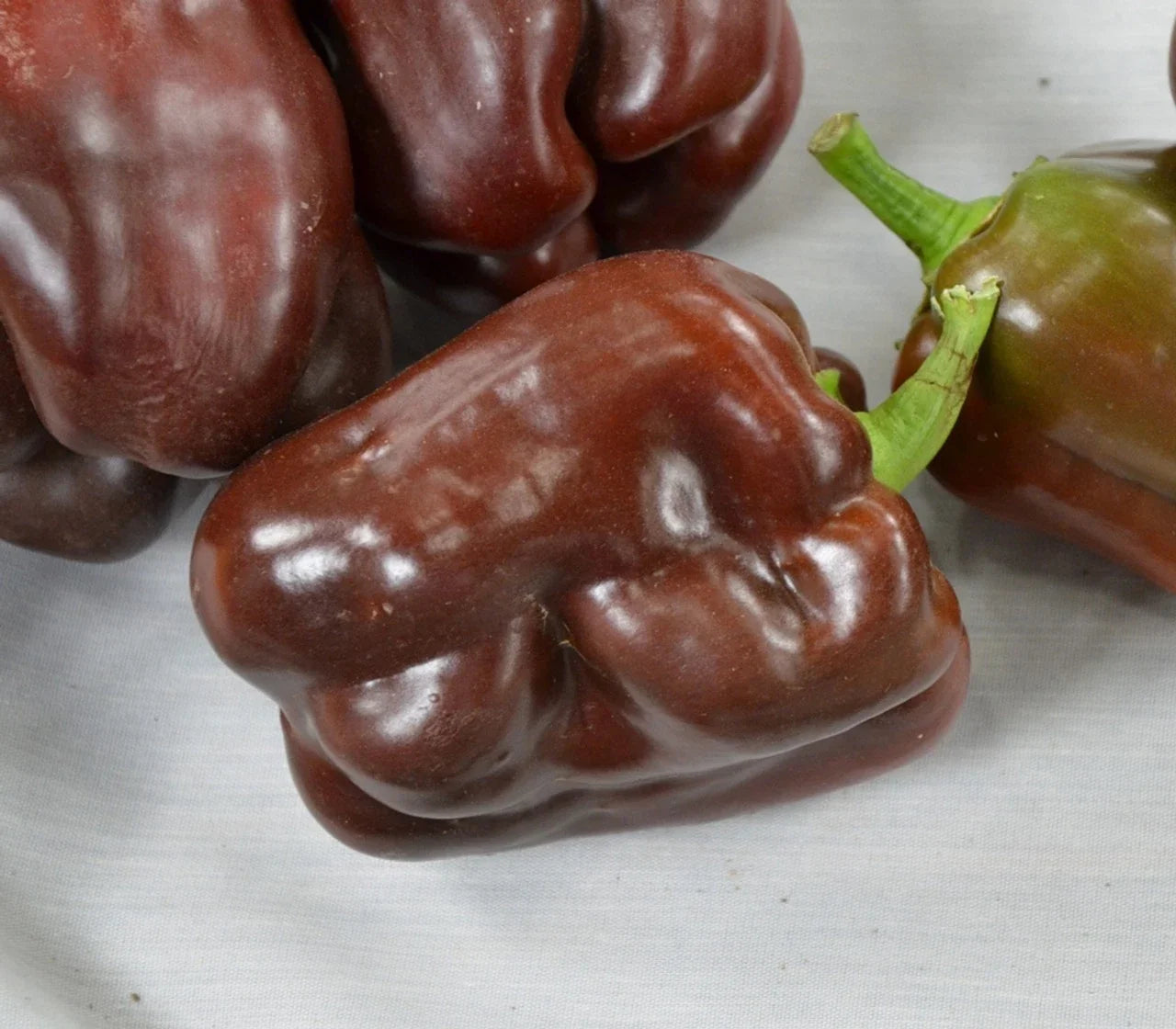 Sweet Chocolate Beauty Pepper Seeds - 25 Heirloom Capsicum annuum for Indoor & Outdoor Gardening