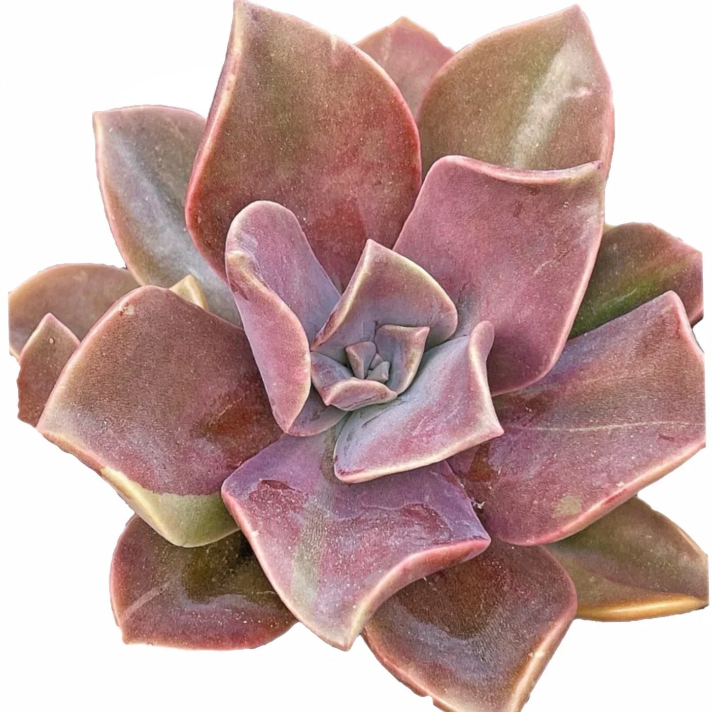4-Inch Graptoveria Dusty Fred Ives Succulent - Rare Easy Care Indoor Plant