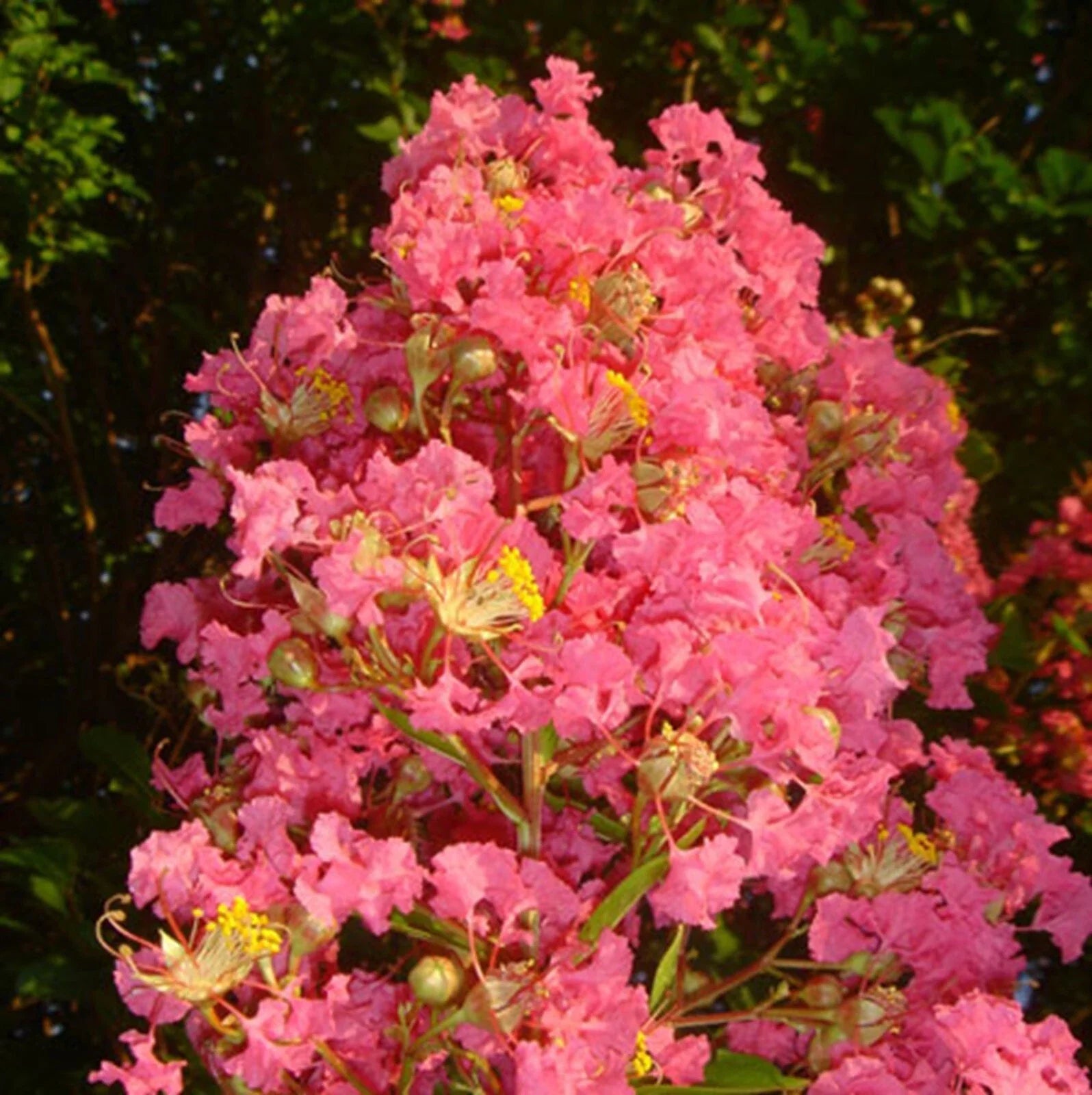 Tuscarora Crape Myrtle Seeds - 20 Perennial Flower Seeds - Lagerstroemia indica 'Tuscarora' Pink Blooms