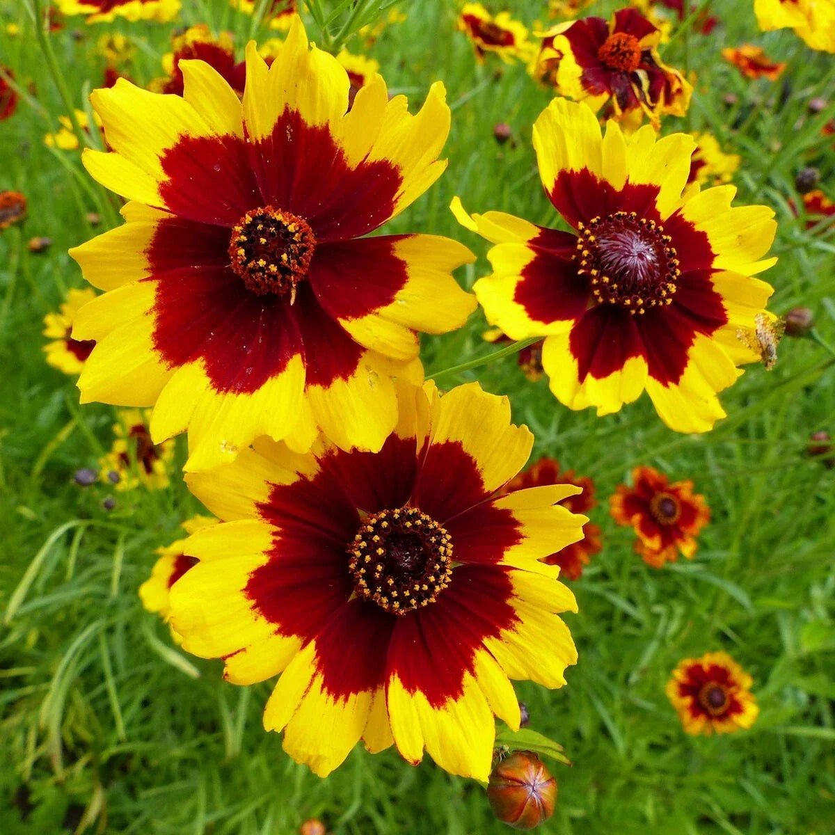 Plains Coreopsis Wildflower Seeds 1/4 Lb - Coreopsis tinctoria - Vibrant Pollinator-Friendly Annual