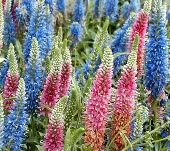 Veronica Longifolia Seeds, 160 Count, Mixed Colors, Long Leaf Speedwell, Clumping Perennial for Garden, Pollinator Attractant