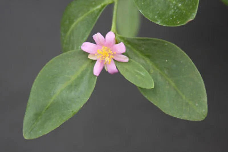 Rare Tuberous Root Succulent Plant - Pereskia weberiana Cactus with Caudex - 4-Inch Pot Indoor Outdoor Plant