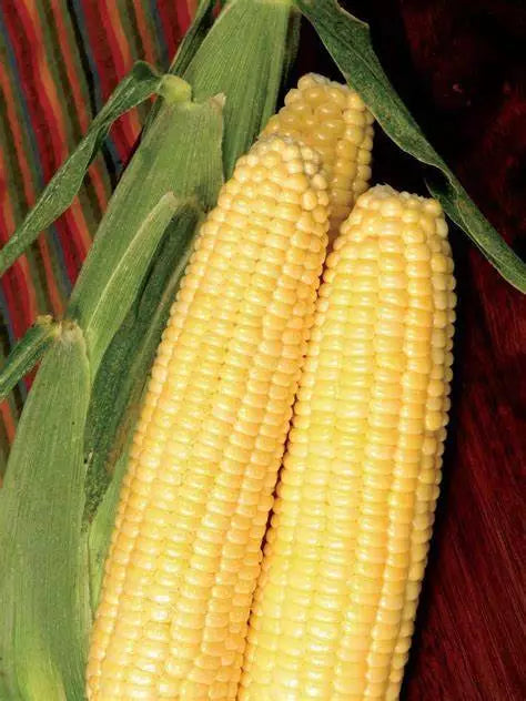 Sweet Corn Seed - Heirloom, Non-GMO, Late Illini Extra Sweet Zea mays, Garden Planting, Summer Crop