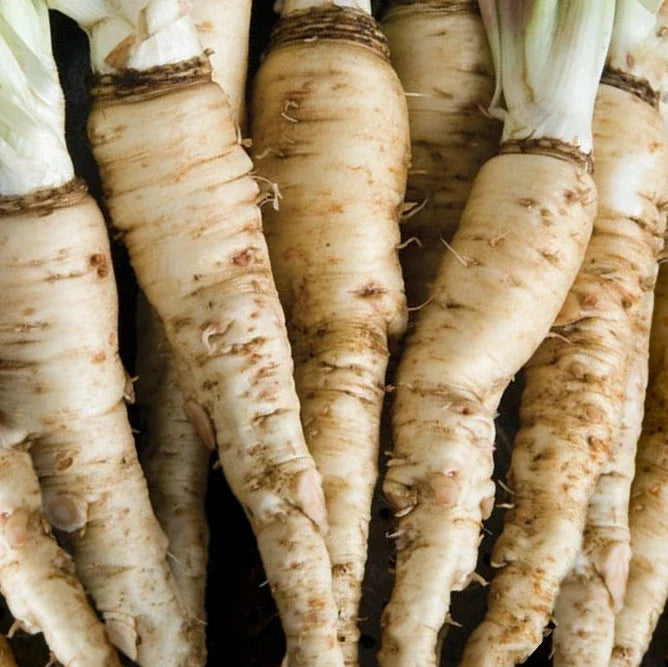 Mammoth Sandwich Island Salsify Seeds | White Oyster Parsnip Vegetable Seeds | Tragopogon porrifolius | Heirloom, Nutty Flavor