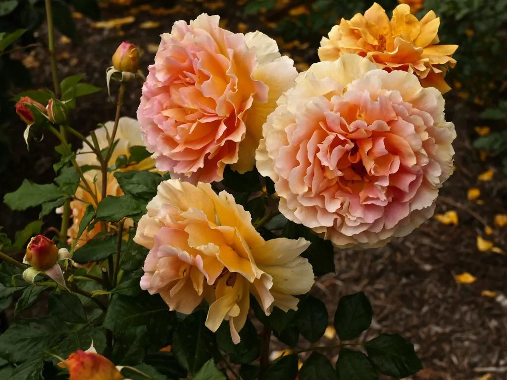 Caribbean Breeze Floribunda Rose Cuttings 5-8" Long Unrooted Fresh Stems Rosa 'Caribbean Breeze'