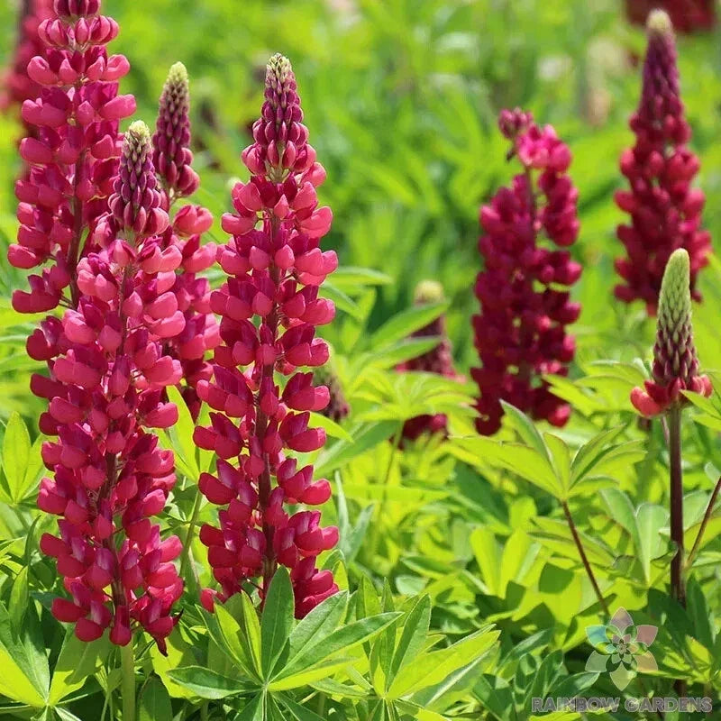 Gallery Red Lupine Seeds - 25+ Pack for Garden Planting - Lupinus polyphyllus - Vibrant Red Flowers, Attracts Pollinators, USA Grown
